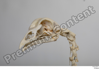 Chicken skeleton chicken skeleton 0014.jpg